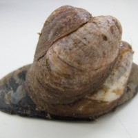 Slipper Limpet